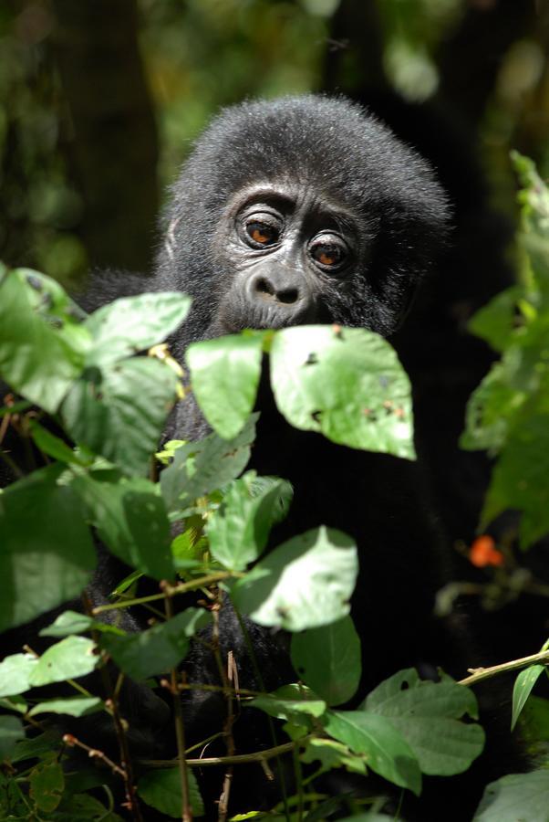 Nkuringo Bwindi Gorilla Lodge Eksteriør billede