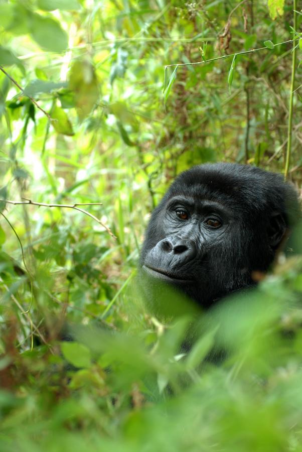 Nkuringo Bwindi Gorilla Lodge Eksteriør billede