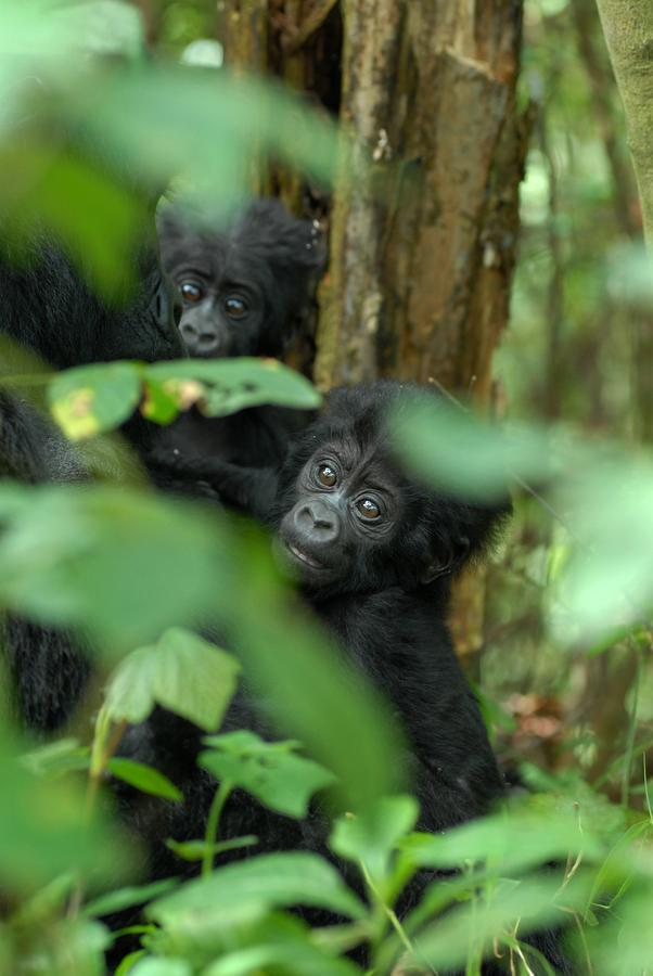 Nkuringo Bwindi Gorilla Lodge Eksteriør billede